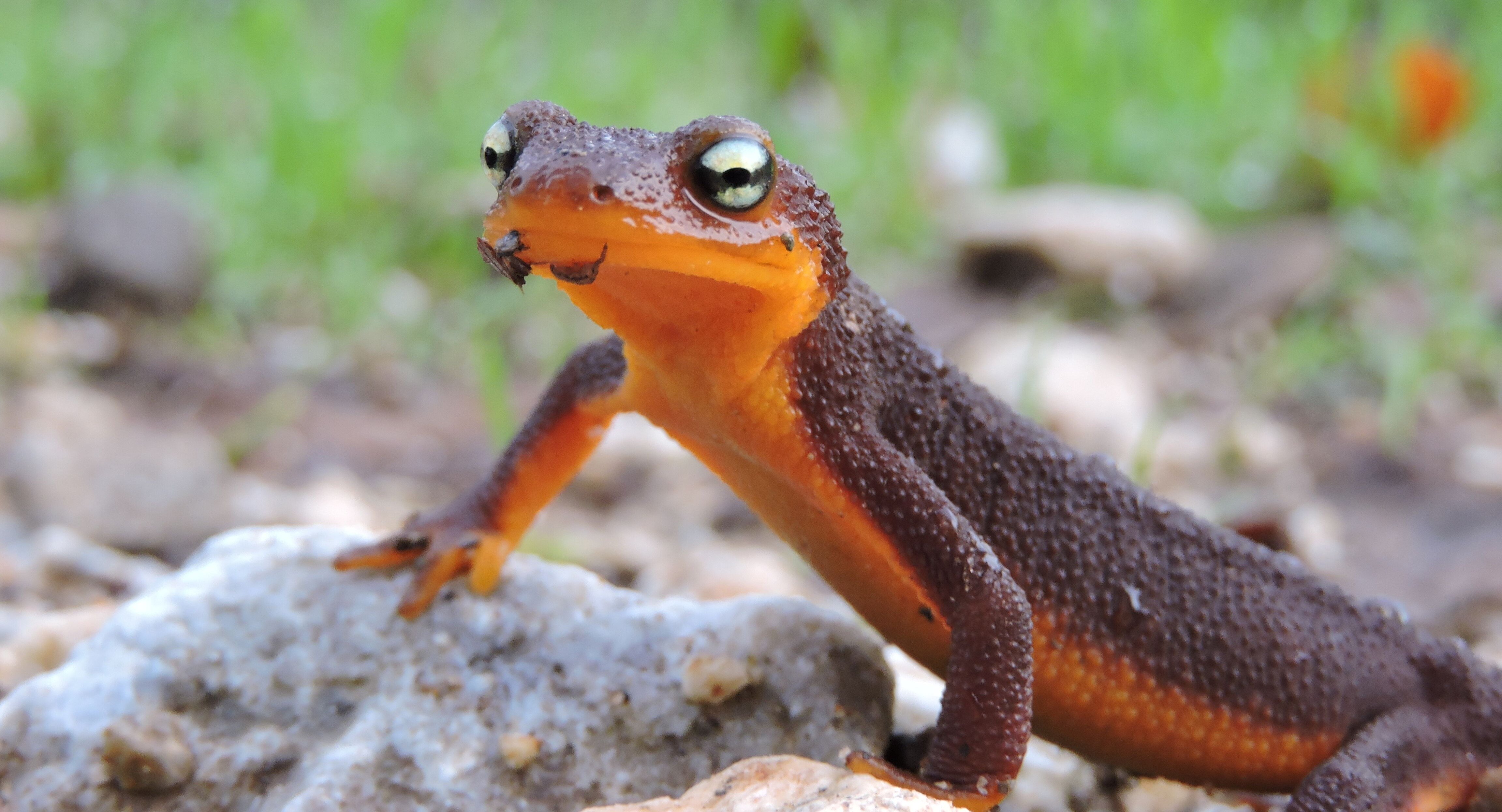 Why do Salamanders Breathe Through Their Skin?